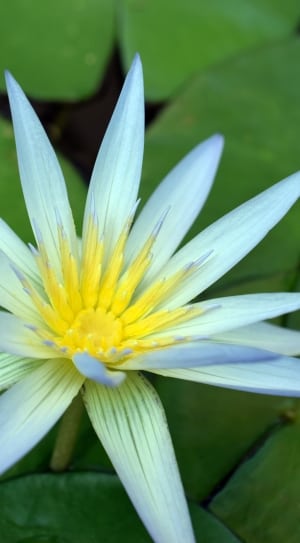 white and yellow petaled water lily thumbnail