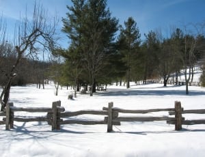 trees on snowfield thumbnail