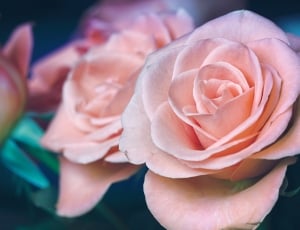 focus photo of pink rose thumbnail