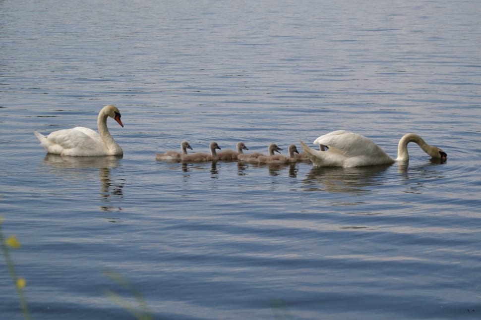 flock of swan preview