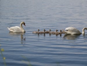 flock of swan thumbnail