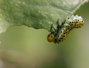 green and yellow caterpillar thumbnail