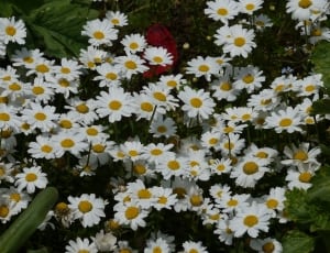 white and yellow petaled flowers thumbnail