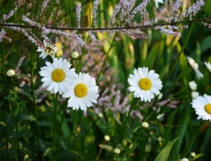 white daisy flowers thumbnail