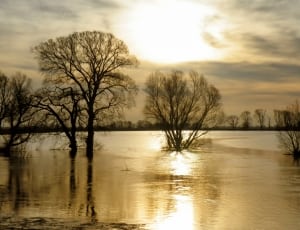 trees submerged in water thumbnail