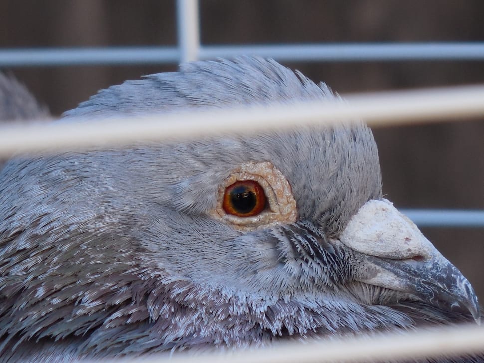 grey bird in closeup photo preview
