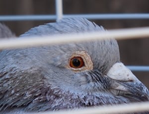 grey bird in closeup photo thumbnail
