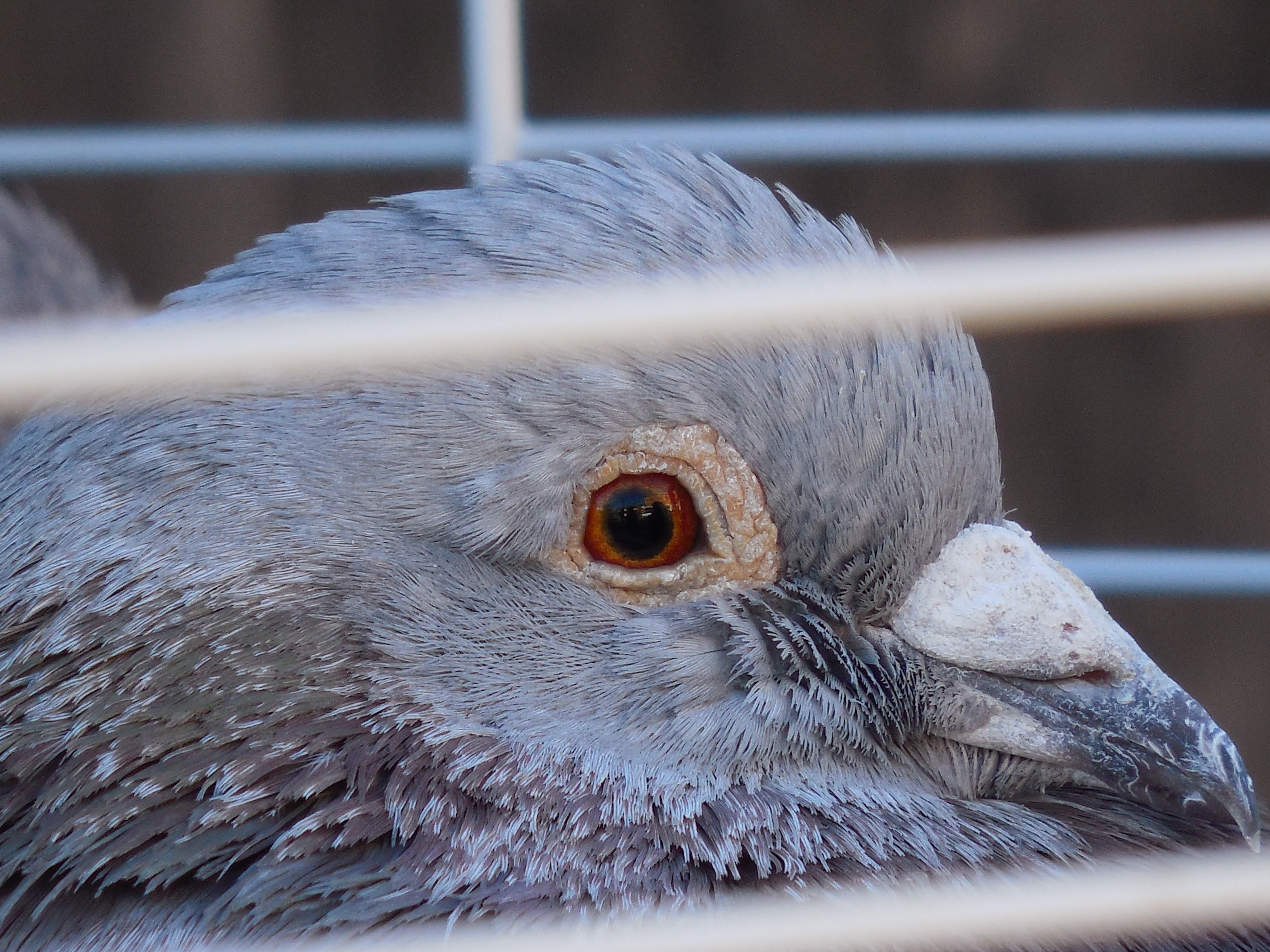 grey bird in closeup photo