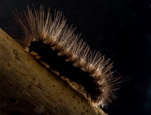 black and brown fuzzy caterpillar thumbnail