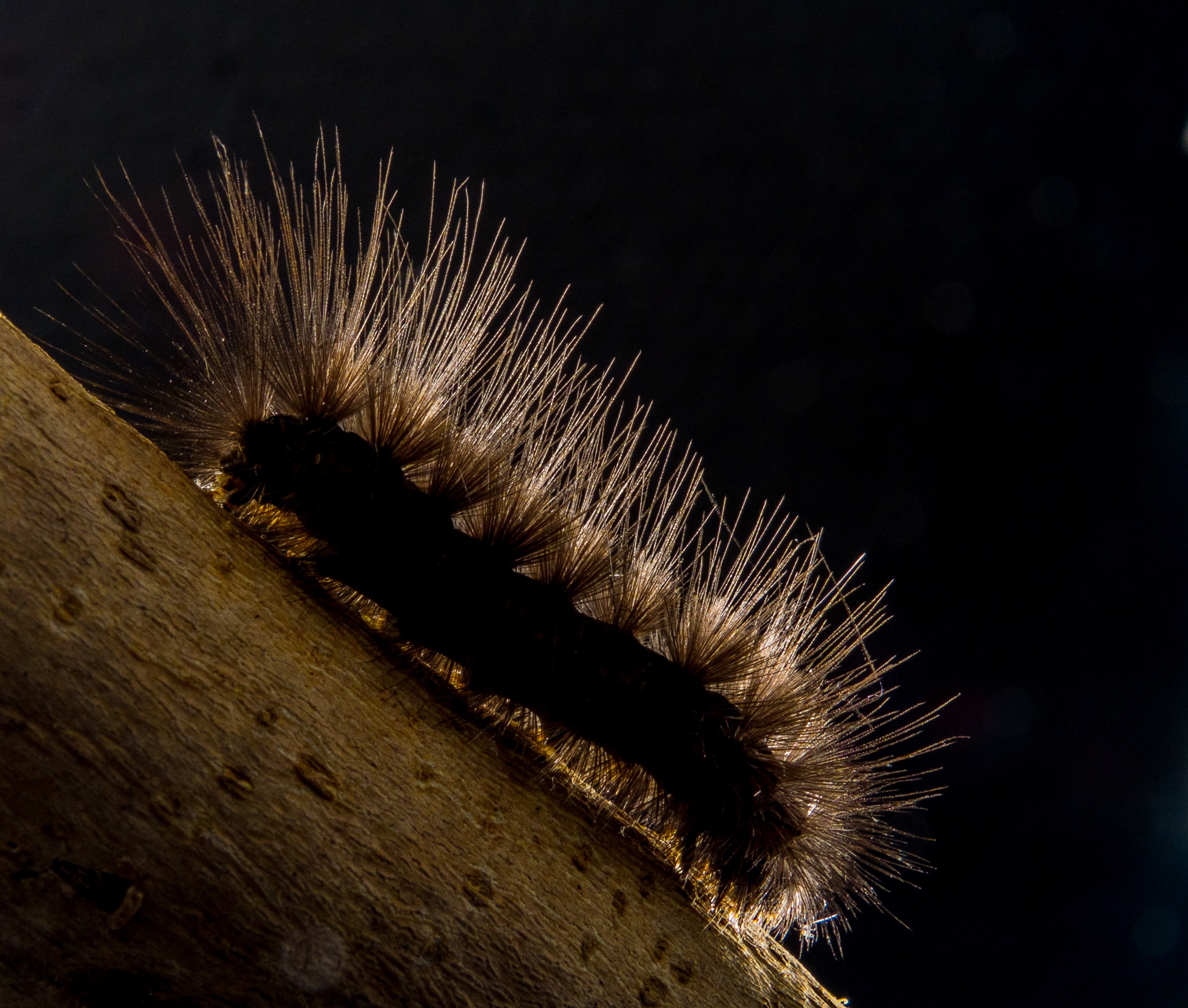 black and brown fuzzy caterpillar