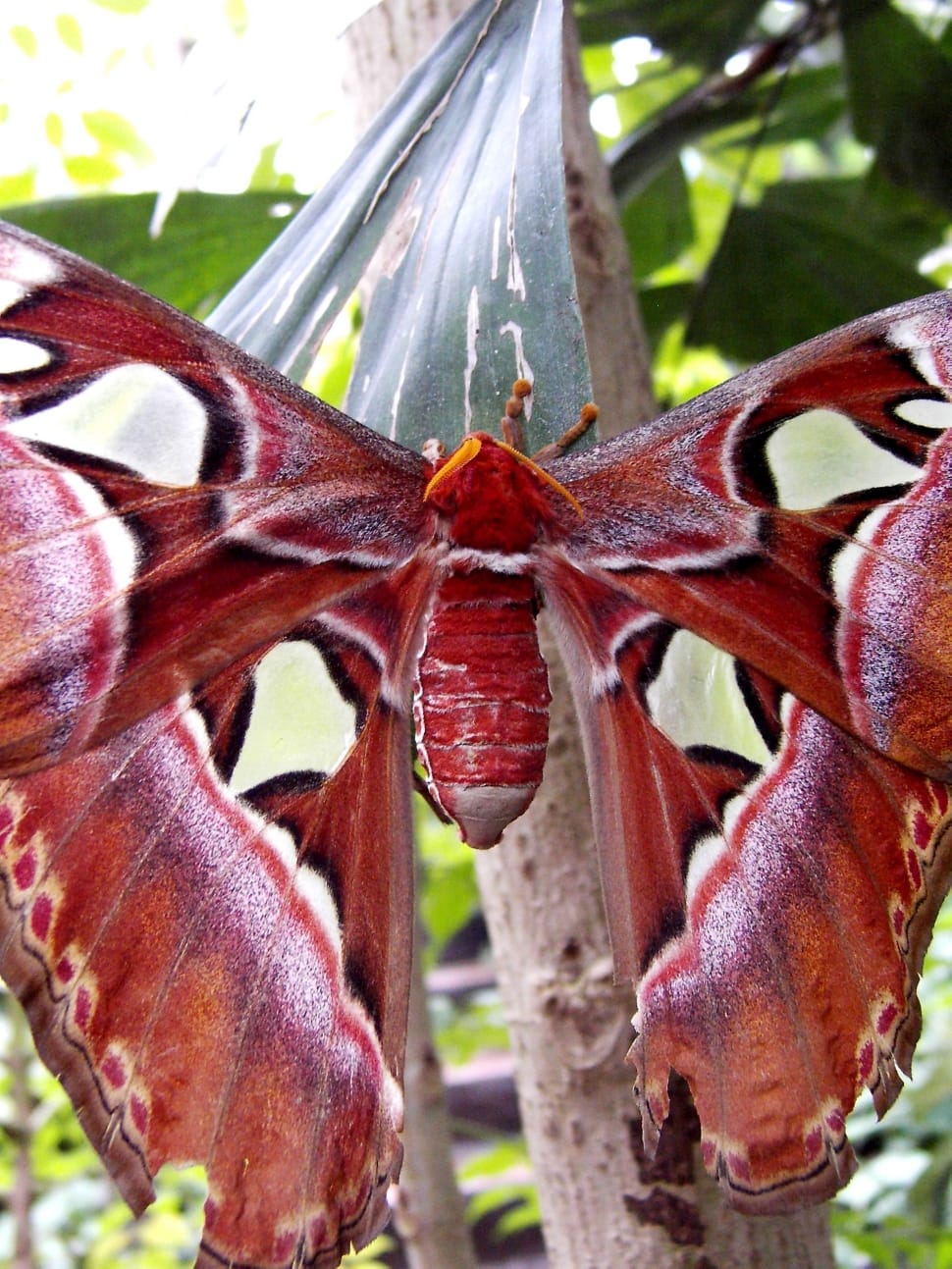 red and white moth butterfly preview