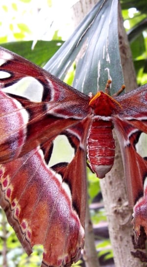 red and white moth butterfly thumbnail