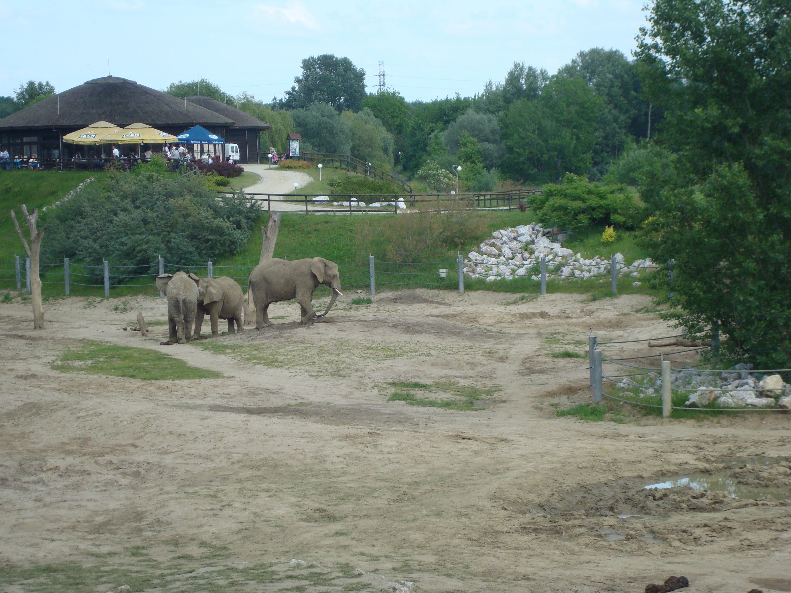 3 gray elephant