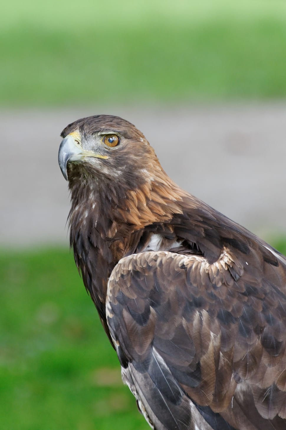 Adler, Bird Of Prey, Raptor, Spotting, one animal, animal wildlife preview