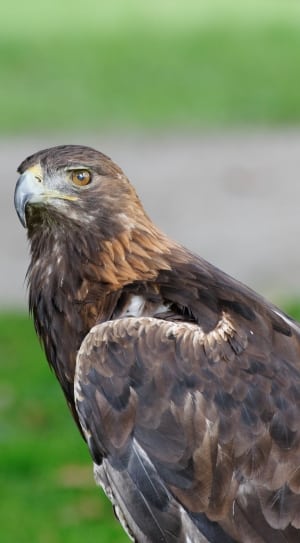 Adler, Bird Of Prey, Raptor, Spotting, one animal, animal wildlife thumbnail