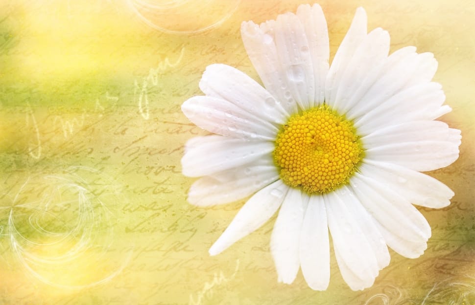 white and yellow daisy flower preview