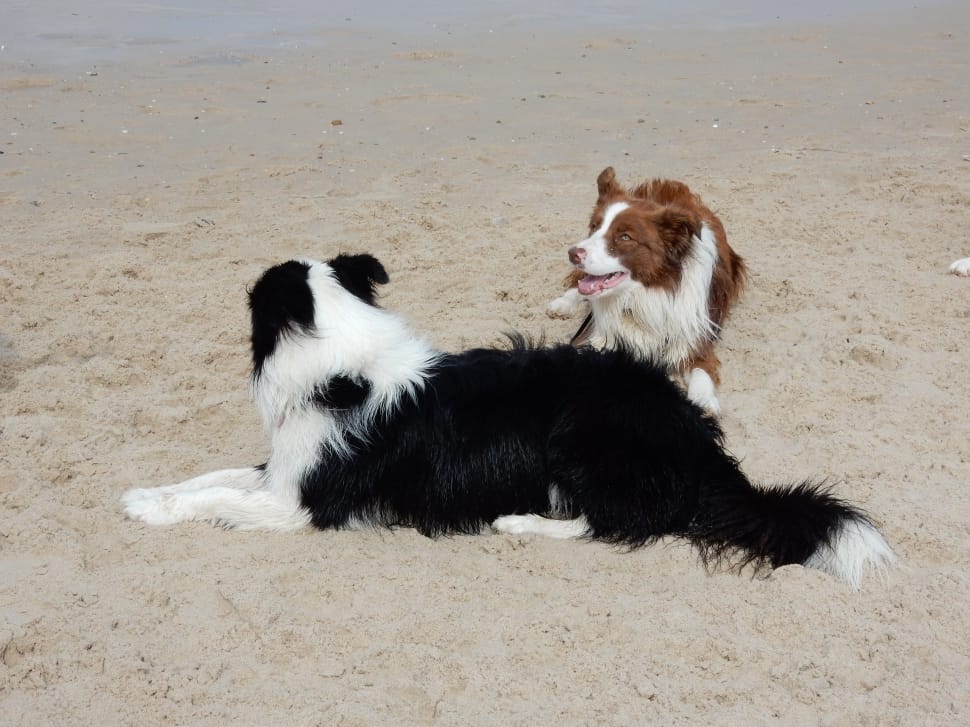 liver and white border collie and black and white border collie preview