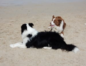 liver and white border collie and black and white border collie thumbnail