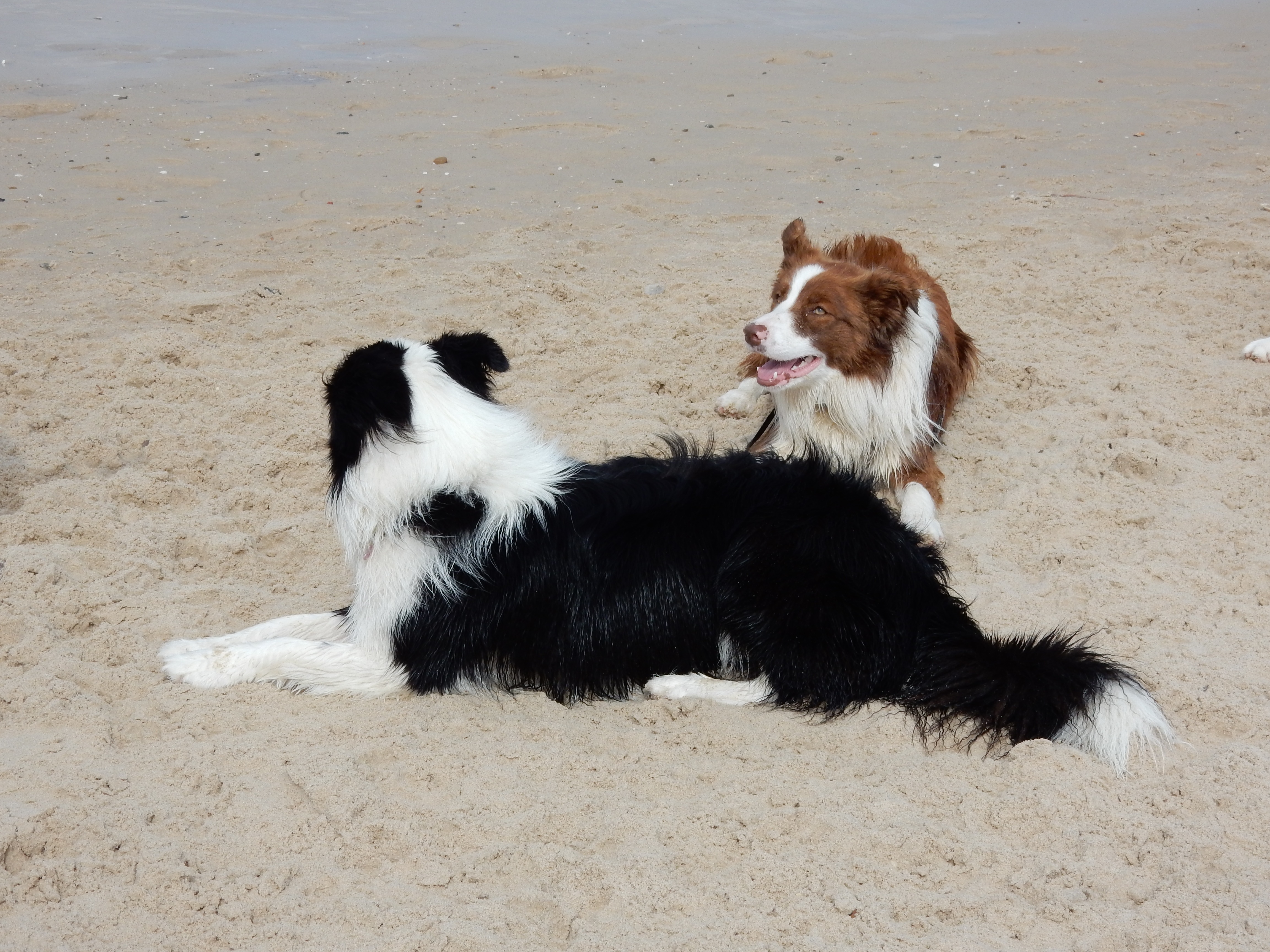 liver and white border collie and black and white border collie