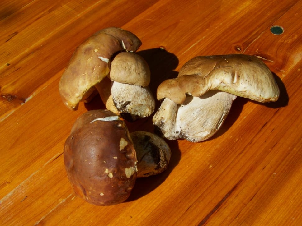 brown and white mushrooms preview