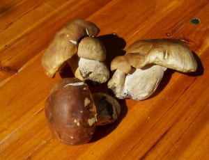 brown and white mushrooms thumbnail