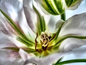 white and green tulips thumbnail