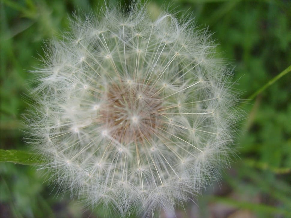 white dandelion preview