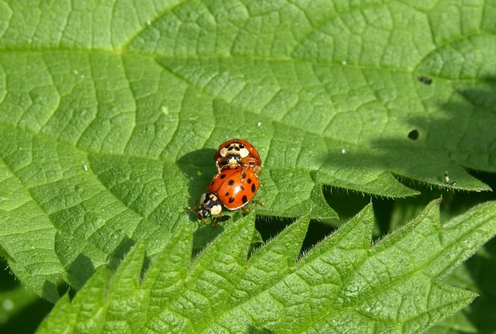 2 lady bugs preview