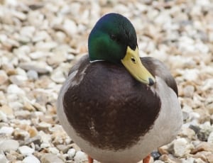brown and grey duck thumbnail