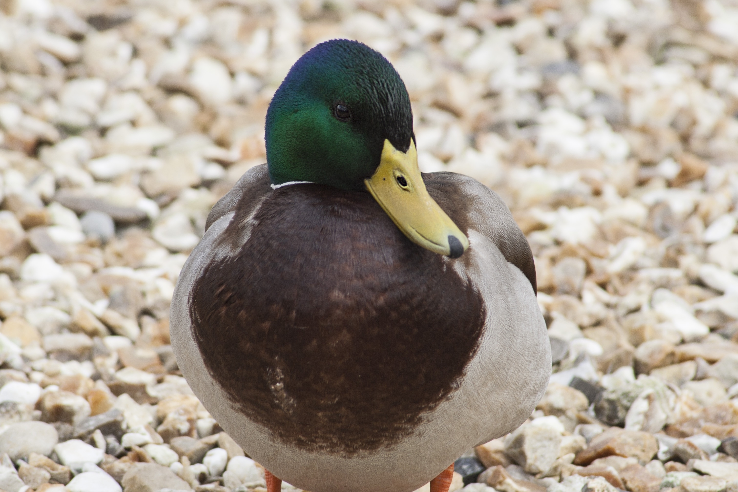 brown and grey duck