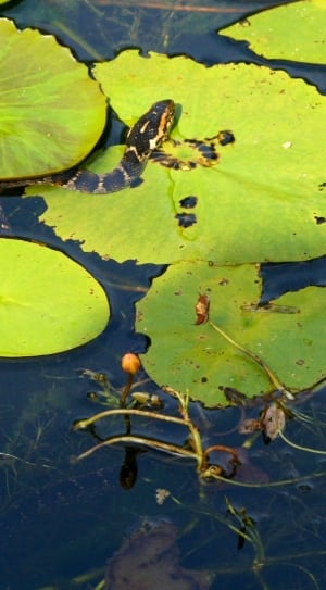 water lily and black snake thumbnail