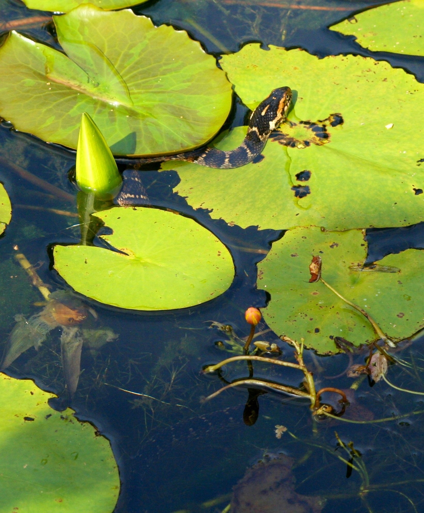 water lily and black snake
