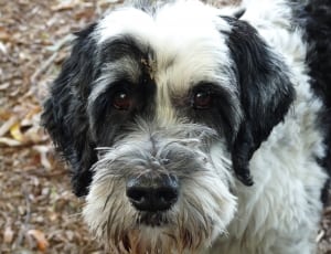 white and black short coated medium breed dog thumbnail