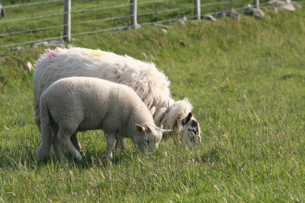 2 white sheeps preview