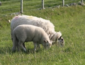 2 white sheeps thumbnail