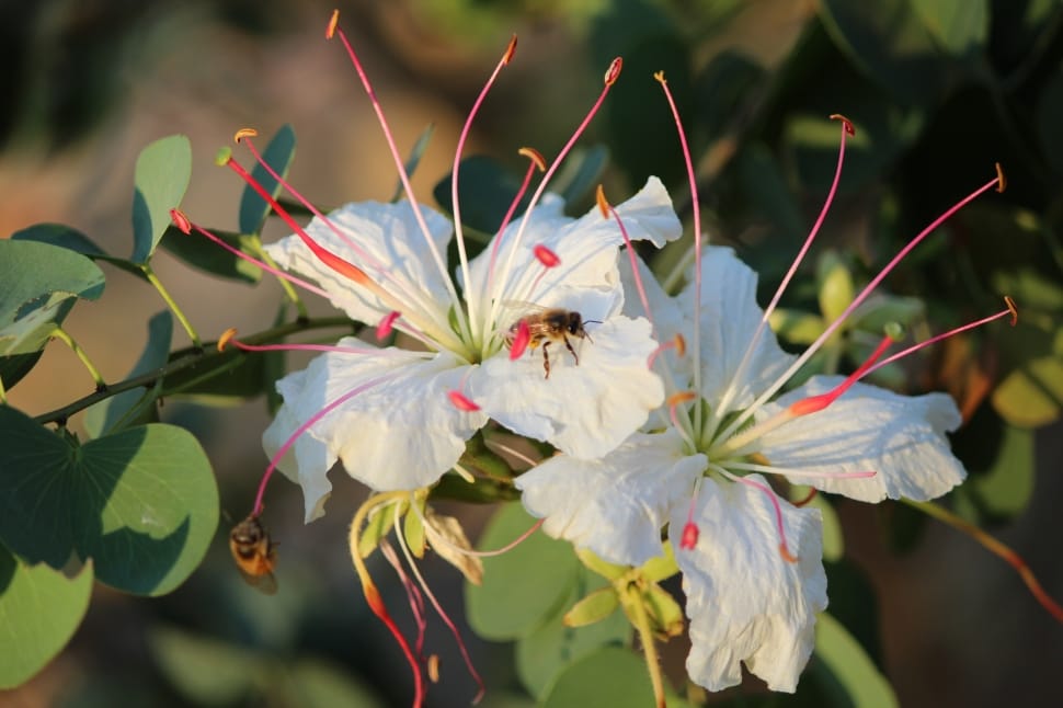 Honeybee on white petaled flowers preview