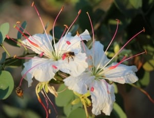 Honeybee on white petaled flowers thumbnail