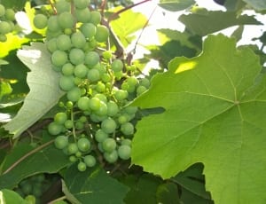 white grapes thumbnail