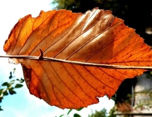 red and brown leaf thumbnail
