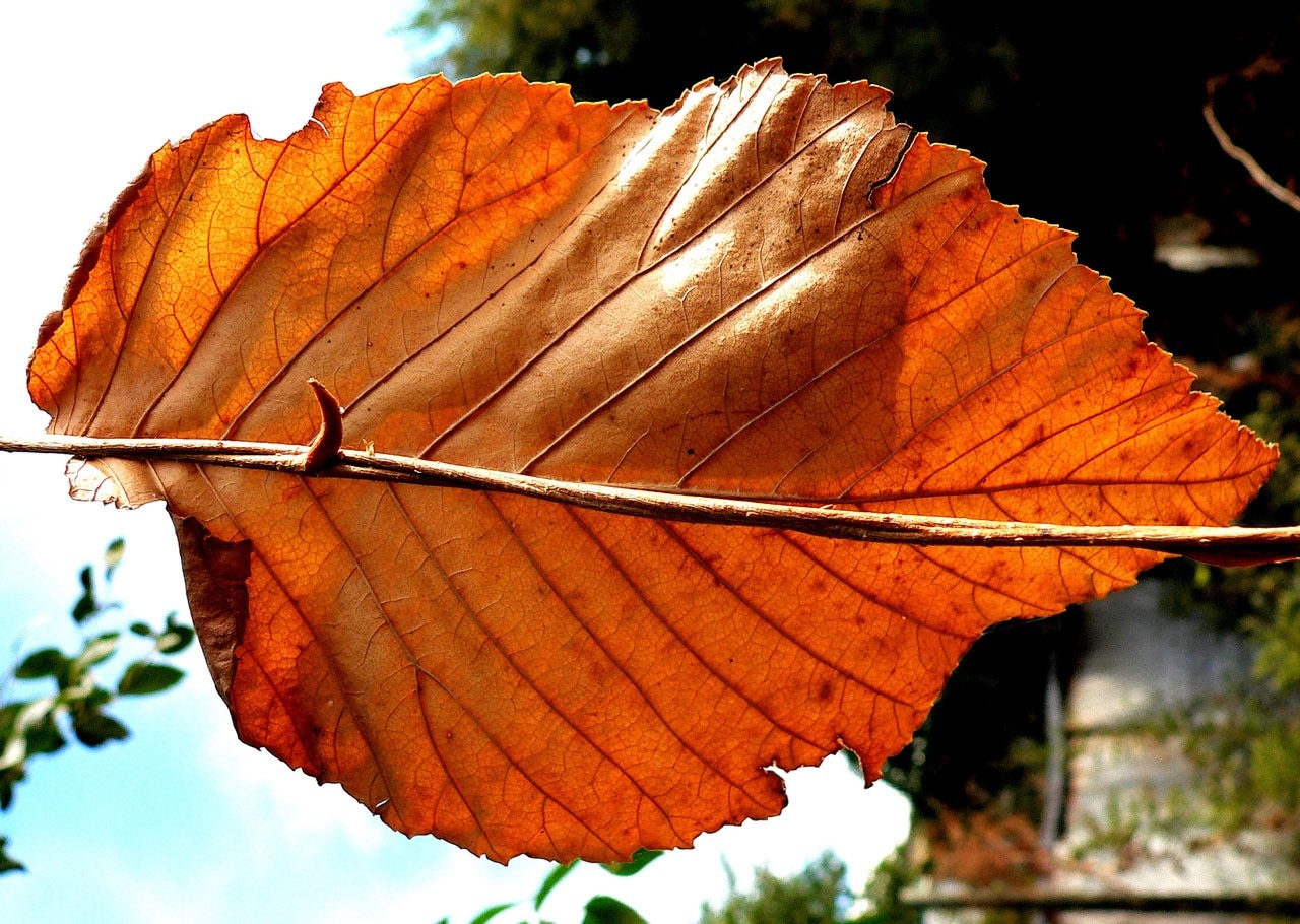 red and brown leaf