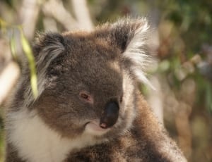 selective photo of koala bear thumbnail