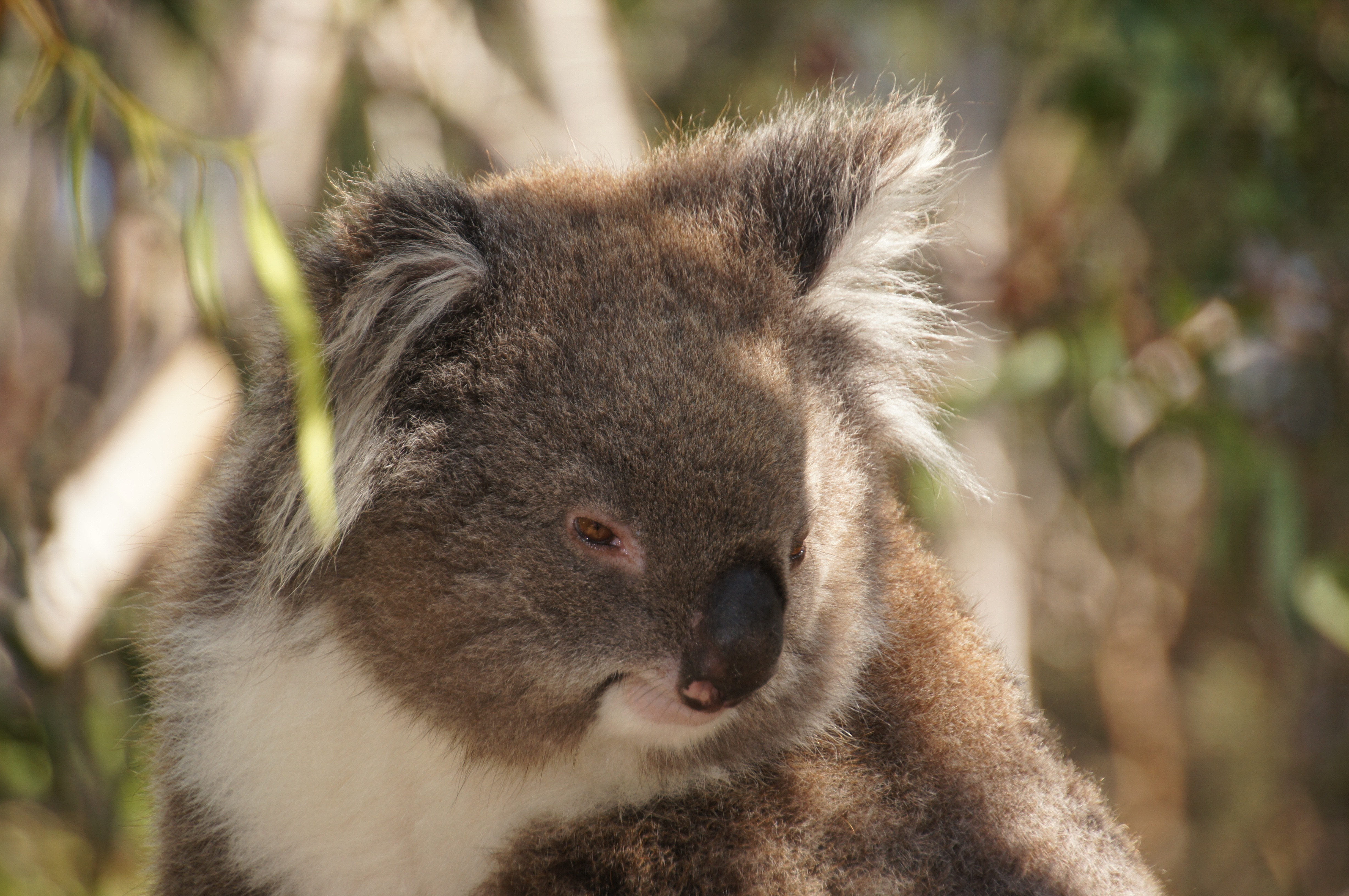 selective photo of koala bear