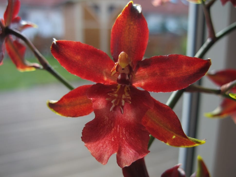red orchid preview