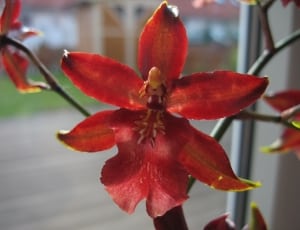 red orchid thumbnail