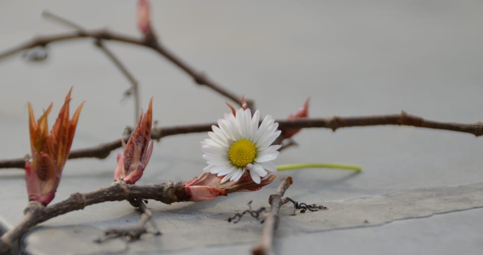 white and yellow flower preview