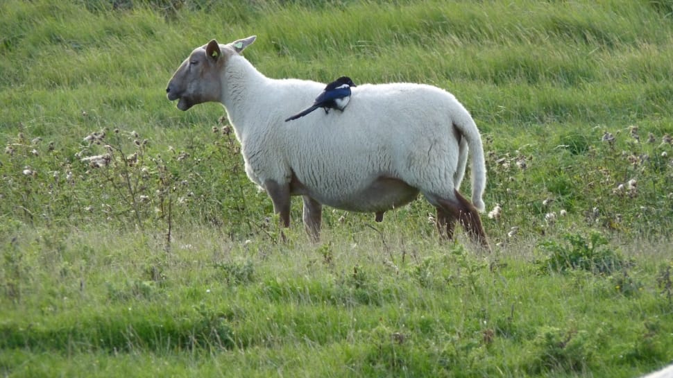 white sheep preview