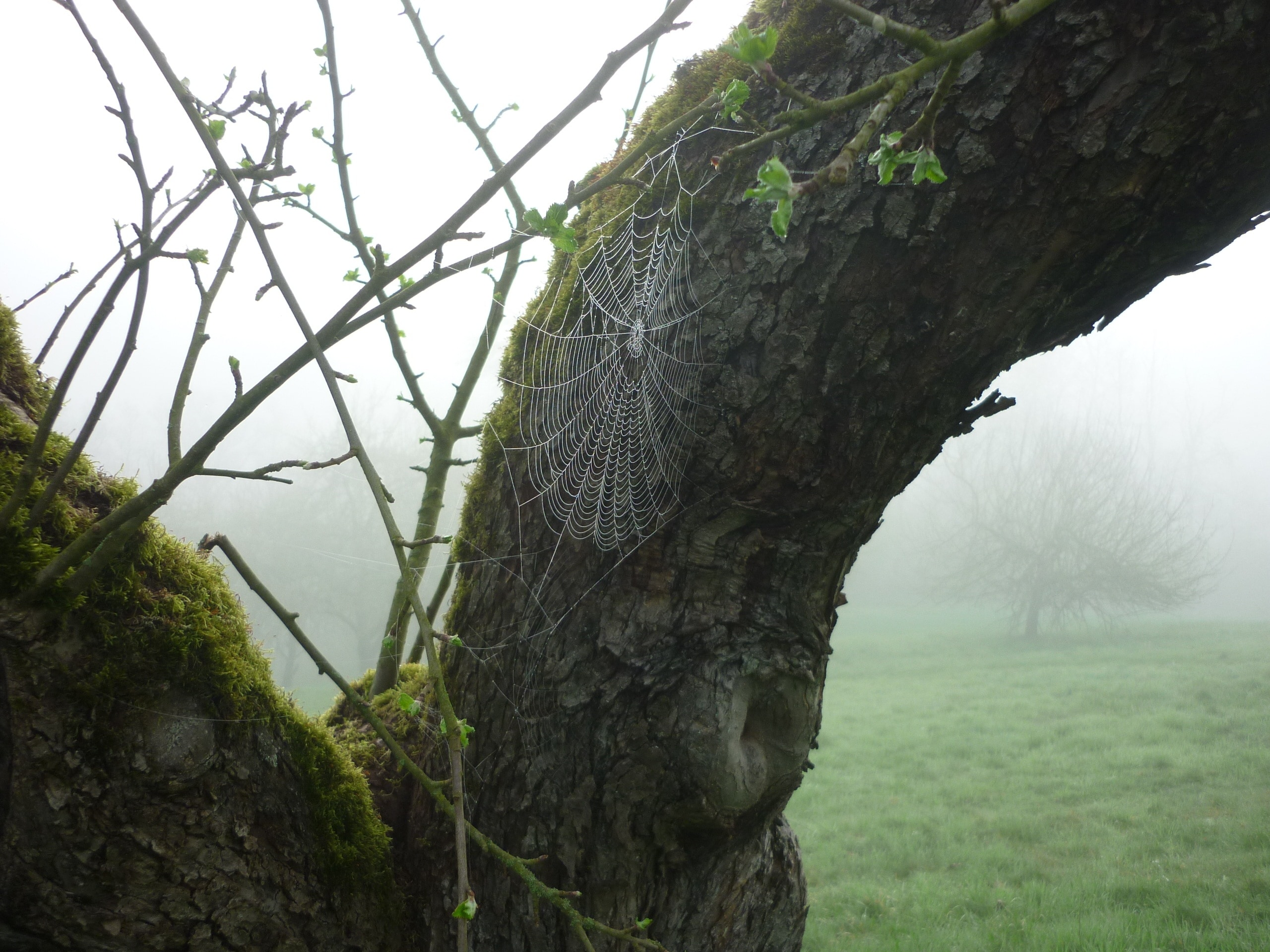 close up photo of spider web on gray tree trunk near green grass field