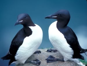 two black and white penguins thumbnail