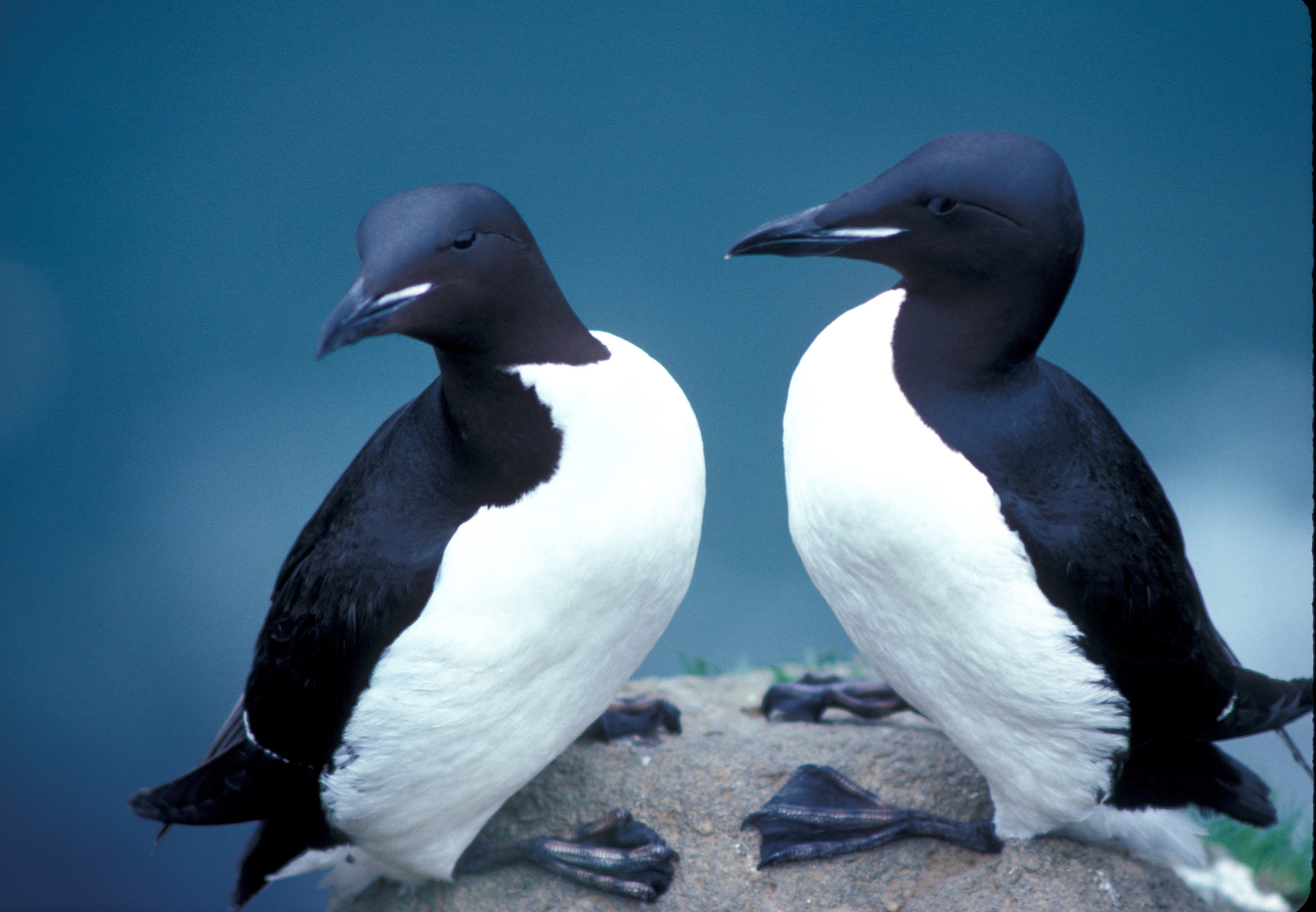 two black and white penguins