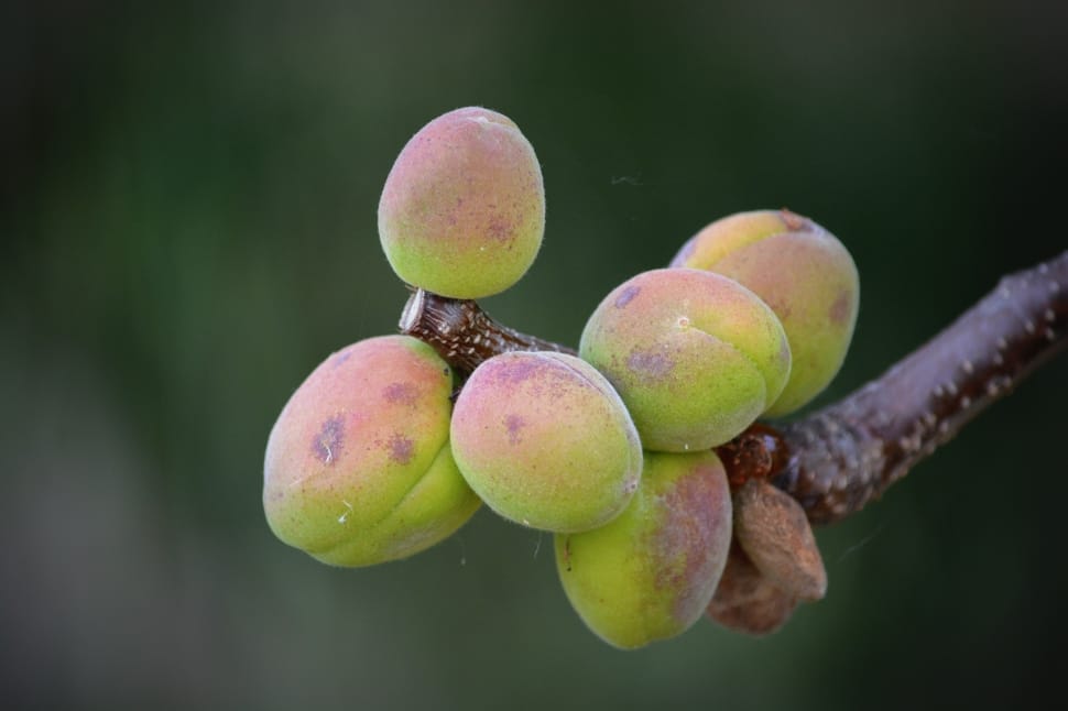 shallow focus photography of green oval fruits on twig preview